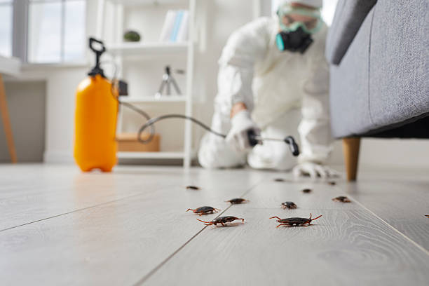 Post-Treatment Bed Bug Interceptor Monitoring in Dilworth